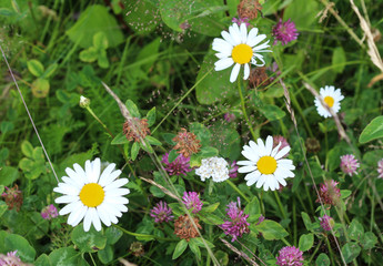 Wall Mural - Leucanthemum vulgare, commonly known as the ox-eye daisy, oxeye daisy, dog daisy