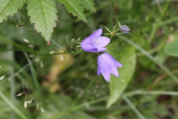 Wall Mural - Campanula rotundifolia, known as the harebell, bluebell, blawort, hair-bell and lady's thimble