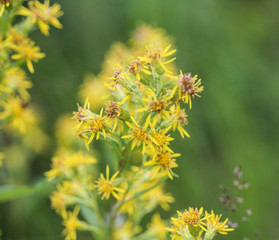 Wall Mural - Solidago virgaurea, common called European goldenrod or woundwort