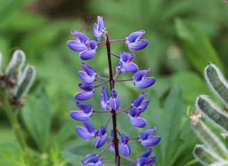 Wall Mural - Lupinus polyphyllus flower, known as big-leaved lupine, many-leaved lupine or, garden lupin