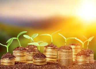 Wall Mural - Coins in soil with young plants on background