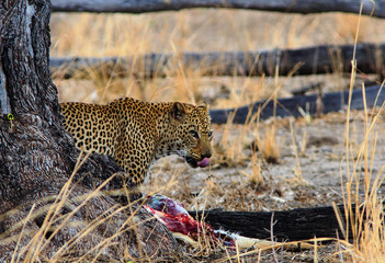 Wall Mural - Leopard (Panthera Pardus) walking out from behind a tree with a kill in South Luangwa National Park, Zambia