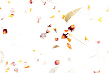 Abstract Autumn Texture. Scattered Dry Leaves And Petals On A White Background