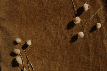 Wall Mural - Neutral floral composition with dry flower branch on dark brown background. Flat lay, top view florist minimal nature concept.