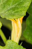 Fototapeta Tulipany - Squash blossoms and fruits growing in a greenhouse