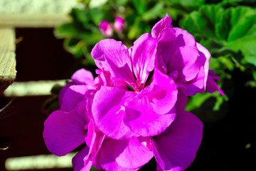 Sticker - flowers in nova ponente alto adige Italy