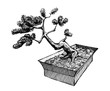 bonsai tree in a box, ink hand drawn illustration