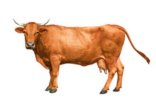 Brown Cow Isolated On A White Background