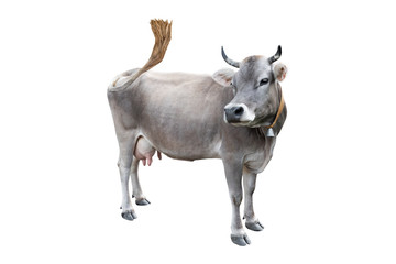 Sticker - grey cow isolated on a white