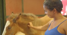 Woman Petting Petting Young Baby Clydesdale Horse Colt, Slow Motion 4K