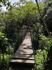  Bridge, Forest