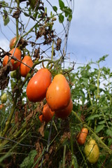 Sticker - Roma Tomato Plant