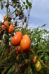 Sticker - Roma Tomato Plant