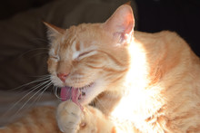 Orange Tabby Cat With Eyes Closed And Licking His Paw To Wash Himself.