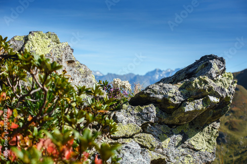 Fototapeta  Edelweiss zwischen Felsen in den herbstlichen Alpen