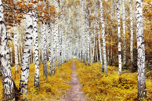 Dekoracja na wymiar  jesienny-krajobraz-z-brzozowym-lasem-sciezka-wsrod-drzew