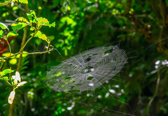 spider net