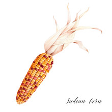 Isolated Watercolor Drawing Of Indian Corn. Autumn Seasonal Decor.