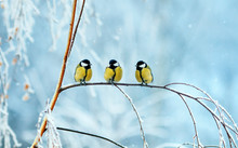 Three Birds Little Tits Sit On A Tree Branch During Snowfall In Festive Winter New Year Park