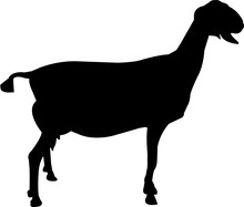 Nubian Goat Vector Silhouette