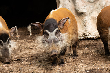 Wall Mural - red river hog