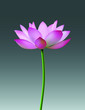 Pink lotus with drops of dew, beautiful flower, 3D design. Vector EPS10