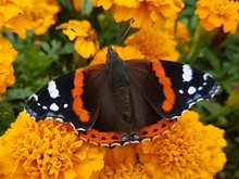 Red Admiral On Marigold