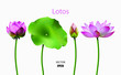 A set of water plant lotus, stages of flowering lotus, lotus leaves. 3D effect. Vector illustration. EPS10