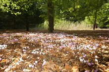 Wild Cyclamen And Autumn Leaves