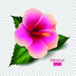 Beautiful hibiscus flower isolated on a transparent background, pink flower, garden, flowerbed, gentle petal. Cosmetics, beauty and health. 3D effect. Vector illustration. EPS10