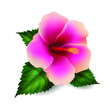 Beautiful hibiscus flower isolated on a white background, pink flower, garden, flowerbed, gentle petal. Cosmetics, beauty and health. 3D effect. Vector illustration. EPS10