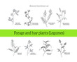 Set of illustrations of forage and hay plants - clovers, vetch, tare alfalfa, melilotus