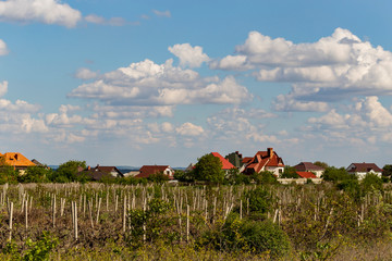 Wall Mural - Vineyard on the outskirts of Chisinau. Winemaking in Moldova. Agriculture in the spring.