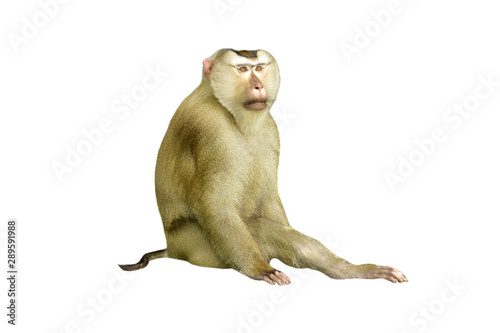 buy a real monkey