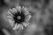 Black And White Single Wild Flower Close Up