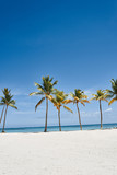 Fototapeta  - palm tree on the beach
