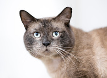 A Burmese Cat With Its Ear Tipped, Indicating That It Has Been Spayed Or Neutered And Vaccinated
