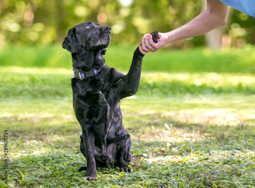 A black Labrador Retriever dog outdoors giving its paw for a handshake with a person