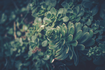  Close up of succulent plants; vintage style.