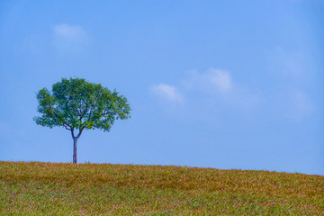 green planet - earth