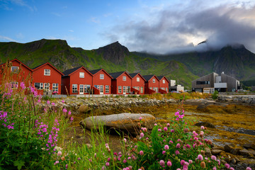 Wall Mural - Red village with pink flower fields and beautiful nature in the evening at ballstad city, lofoten island in northern Norway.