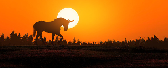 Fotoroleta koń zwierzę grzywa