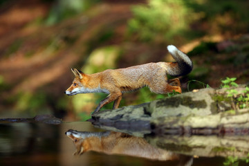 Poster - Young red fox (Vulpes vulpes) sneaks near water after prey in forest. The fox is reflected on the surface of a forest creek.