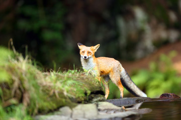 Poster - Young red fox (Vulpes vulpes) sneaks near water after prey in forest.