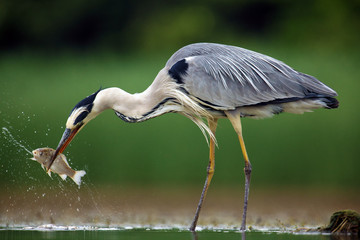 Wall Mural - The grey heron (Ardea cinerea) standing and fishing in the water. Big heron with fish with green backround. Heron hunting, water drops dripping from fish.