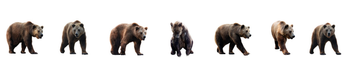 set of brown bear over white background
