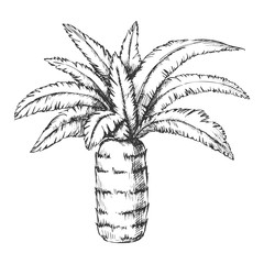 Wall Mural - pineapple palm tropical tree monochrome vector. canary island jungle flowering palm trunk leaf plant
