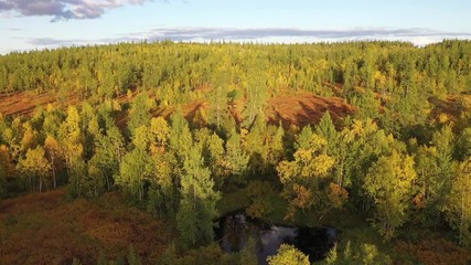 Wall Mural - Drone flight on Siberian taiga in autumn in low sunlight