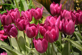 Fototapeta Tulipany - lilac and pink Tulip multicolor