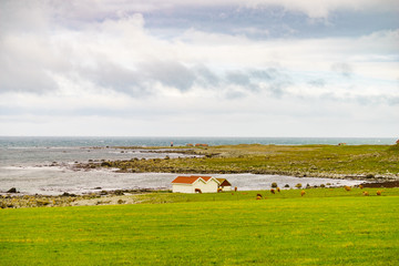 Wall Mural - Cows on pasture. Coast landscape, south Norway